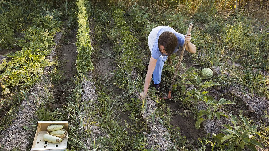 Главная картинка новости: Сыпьте в июне на грядки – урожай утроится без лишних затрат: простейшая альтернатива навозу, которая работает даже на бедных почвах