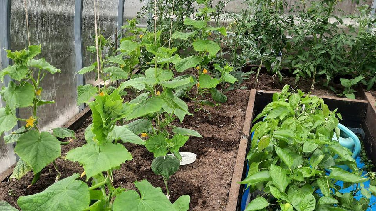 Главная картинка новости: Щепотка приправы на ведро воды, и огурцы больше не болеют - собираю крупные, сочные и ровные плоды