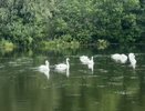 Редкое явление: белые лебеди появились на пруду в Калужской области