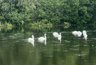 Миниатюра новости: Редкое явление: белые лебеди появились на пруду в Калужской области