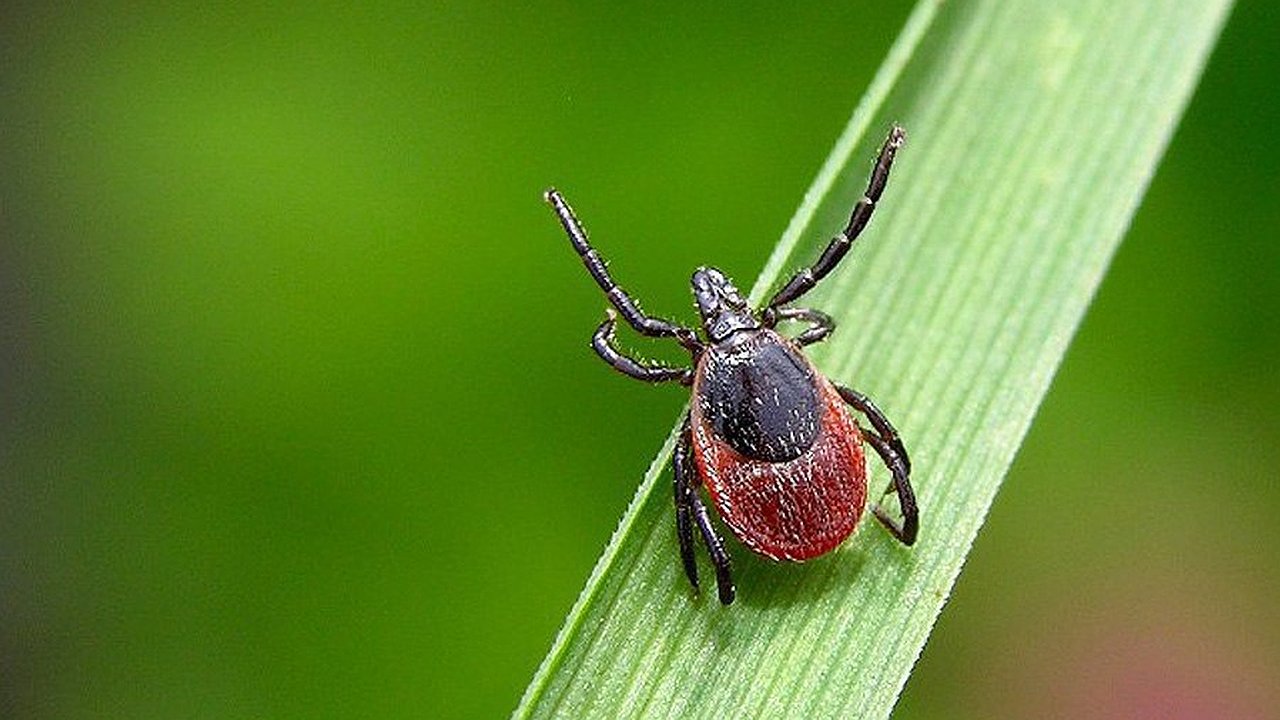 Главная картинка новости: Резкий рост укусов клещей в Калужской области: за неделю пострадали 222 человека