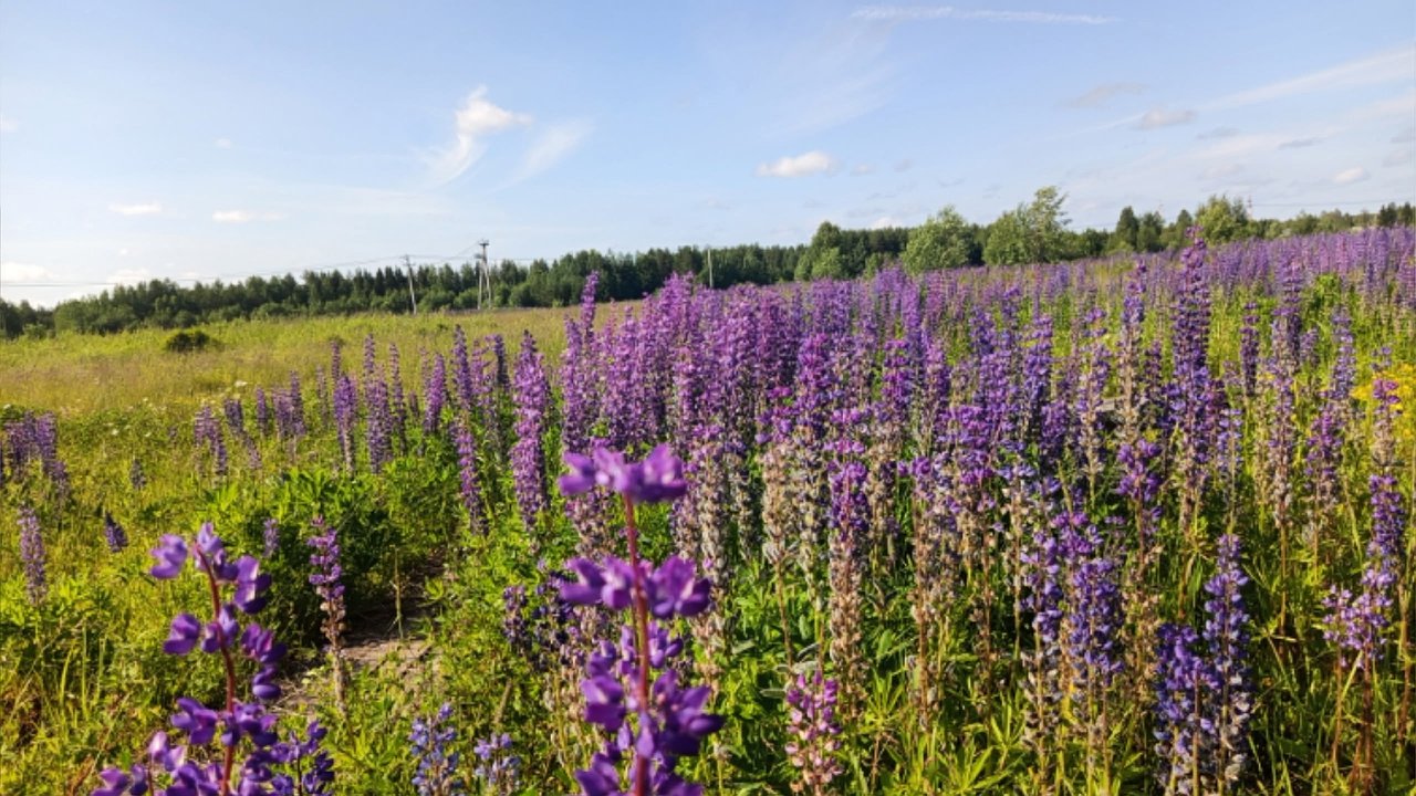 Главная картинка новости: Жаркая пятница в Калужской области: столбики термометров поднимутся до +26°С