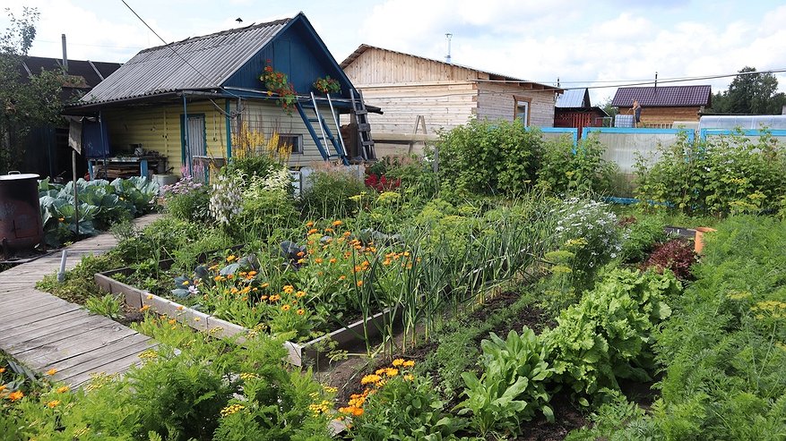 Главная картинка новости: Грядка после чеснока — золотая жила: три культуры, которые смогут вырасти до осенних холодов