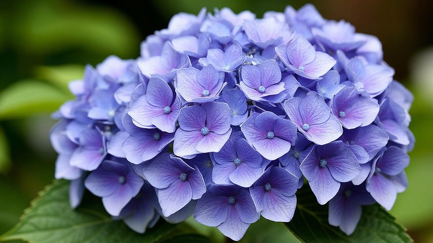 Главная картинка новости: Закапываем это под гортензией — и она цветет взахлеб весь сезон: шапки пышнее кудрей Пушкина