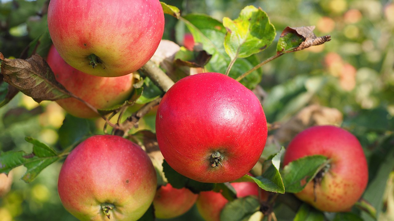 Главная картинка новости: Просто сыплю под яблоню в августе: через год урожай увеличивается вдвое