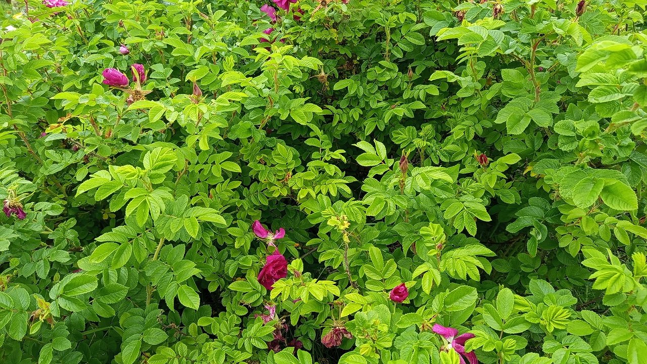 Главная картинка новости: Синоптики рассказали о погоде в Калужской области 2 августа: контраст температур и грозы ночью