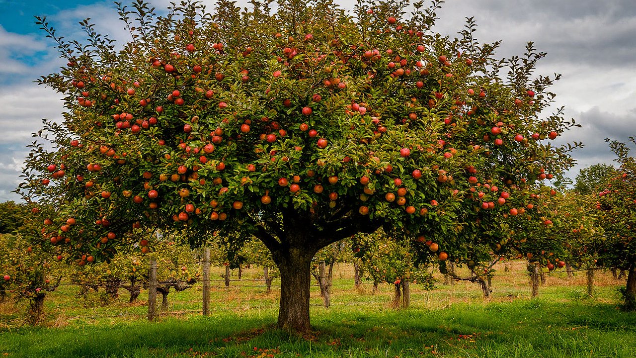 Главная картинка новости: Не выбрасывайте падалицу с яблонь и груш: вы избавляетесь от "золота" для сада - спасет весь урожай