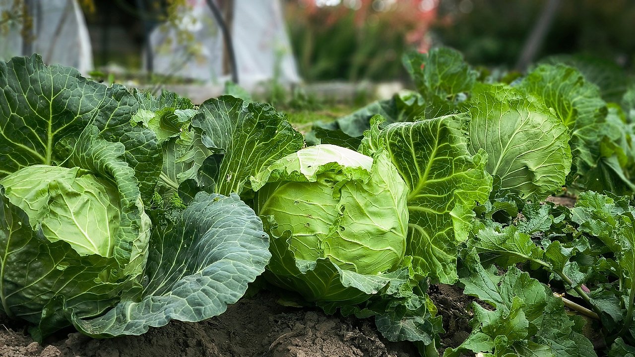 Главная картинка новости: Никогда и никому не отдавайте излишки овощей со своего огорода, лучше выбросите. Вот почему нельзя отдавать