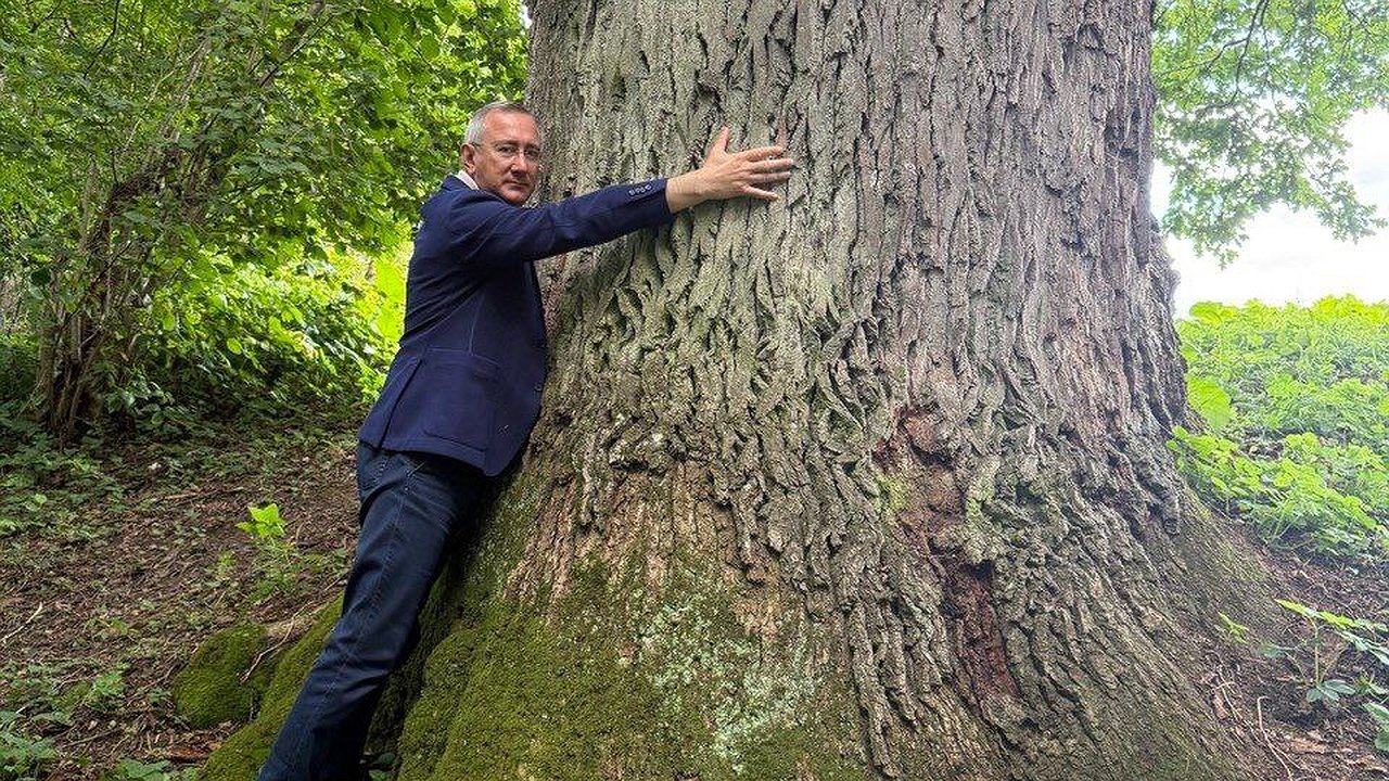 Главная картинка новости: Губернатор Владислав Шапша обнял легендарный дуб в Тарусском районе: история многовекового исполина