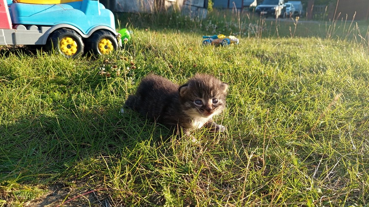 Главная картинка новости: Дачный секрет, который перевернёт ваше представление об уборке: обычный стиральный порошок творит чудеса с дорожками