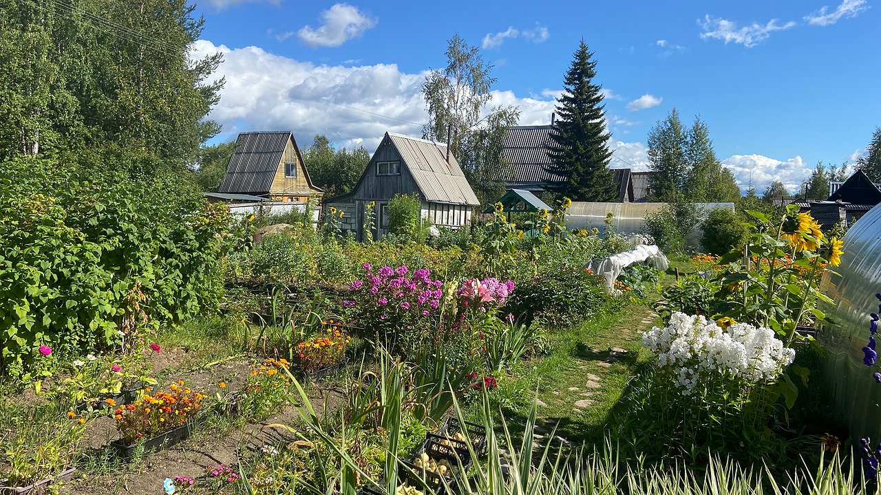 Главная картинка новости: Как вернуть плодородие почве после томатов: простой метод восстановления, о котором молчат опытные огородники