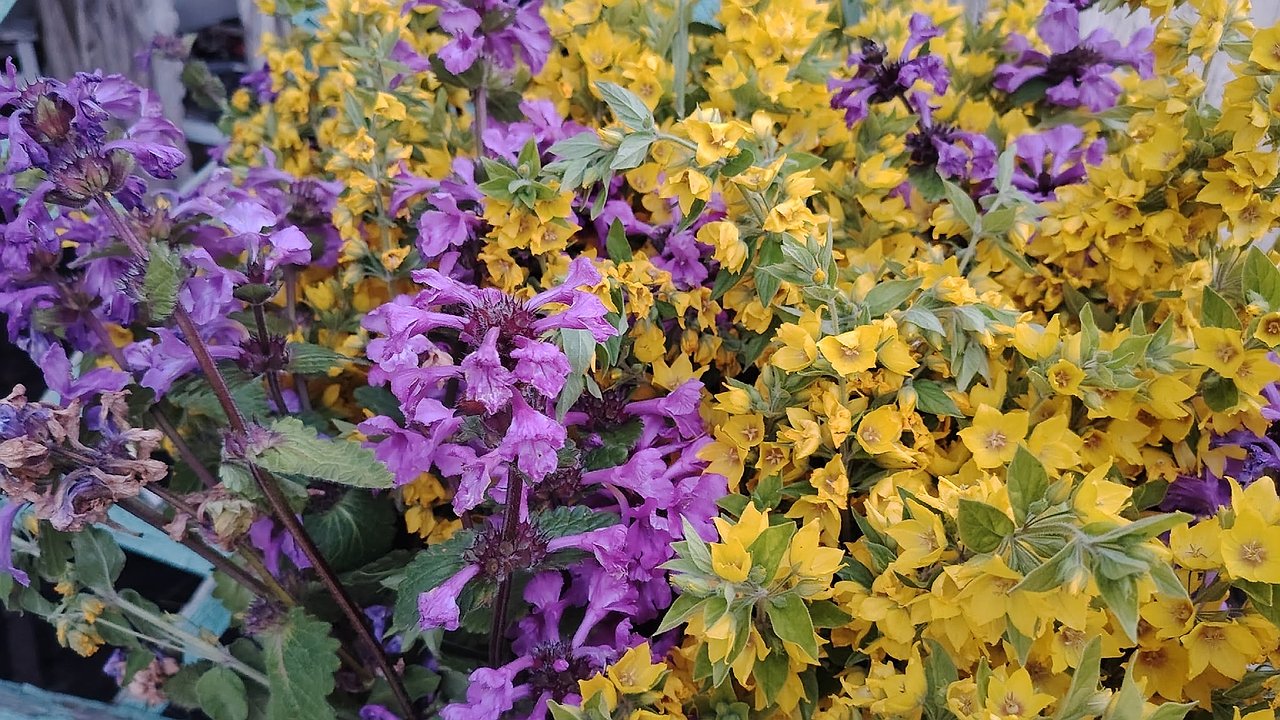 Главная картинка новости: 6 роскошных растений для живой изгороди: ваш сад будет цвести без устали — секреты опытных садоводов