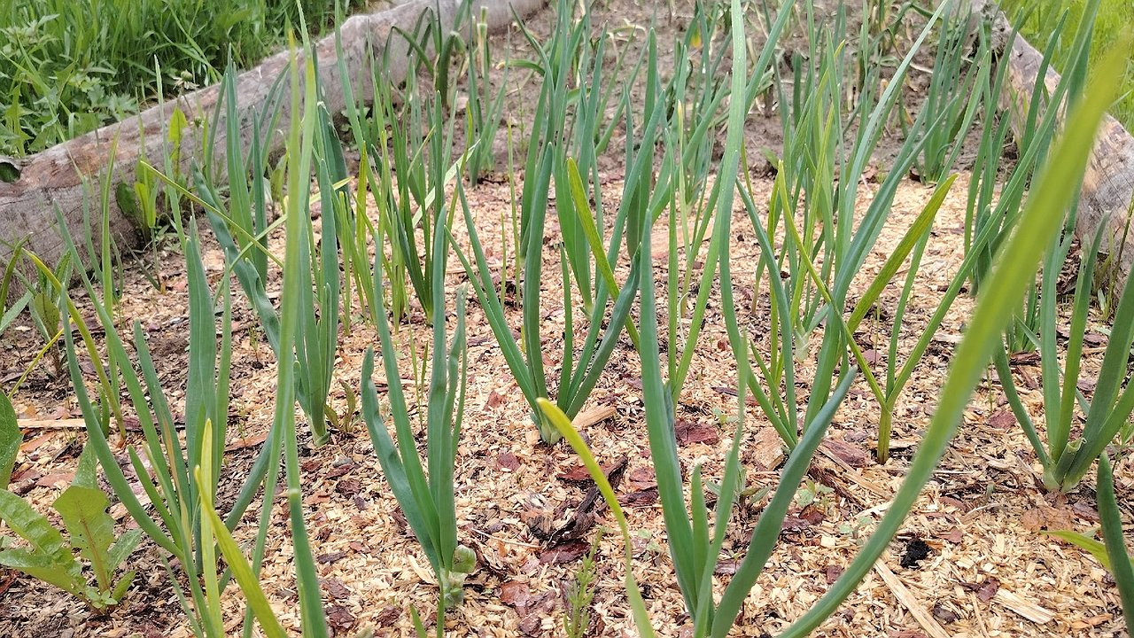 Главная картинка новости: Чеснок размером с кулак: секретное оружие из аптечки, о котором молчат опытные огородники