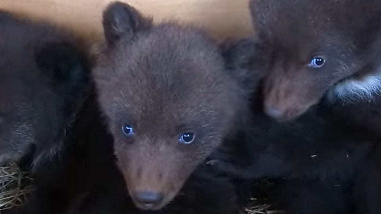 Главная картинка новости: Медвежата-сироты из Калужской области скоро вернутся в родные леса  
