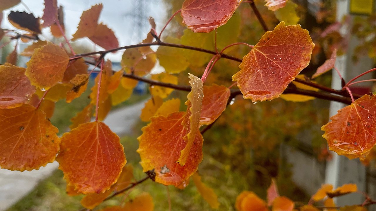 Главная картинка новости: В Калужскую область 13 октября придет дождливая и холодная погода 