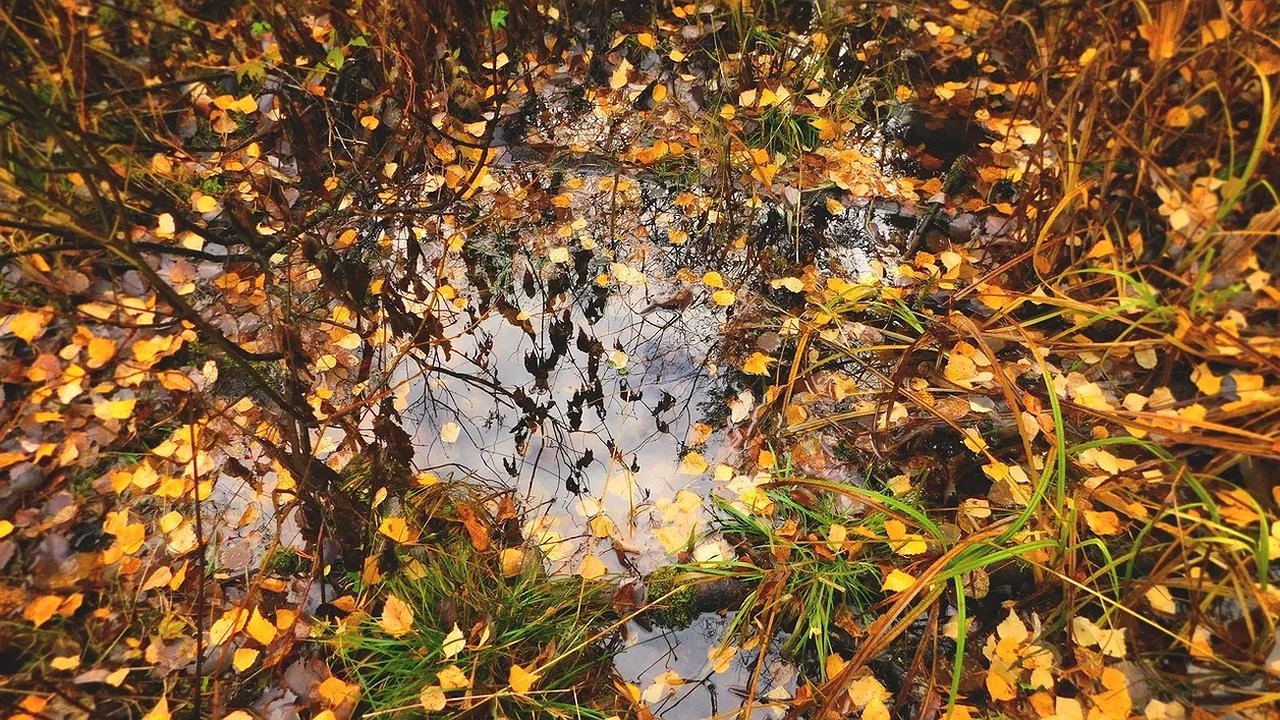 Главная картинка новости: В Калужской области потеплеет до +11 градусов 27 октября 