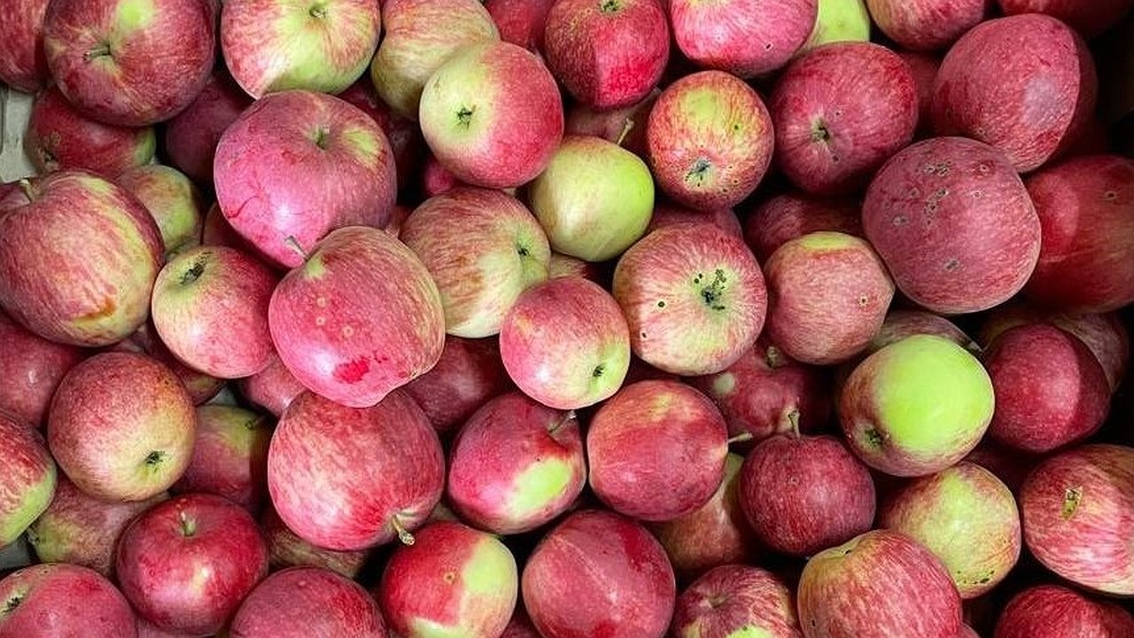 Главная картинка новости: Калужские сады бьют рекорды: ожидается небывалый урожай яблок в 2025 году