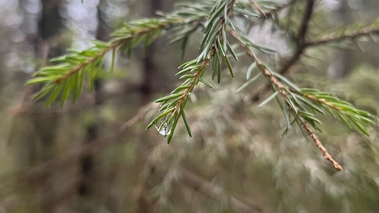 Главная картинка новости: В Калужской области 13 ноября потеплеет до +7 градусов 
