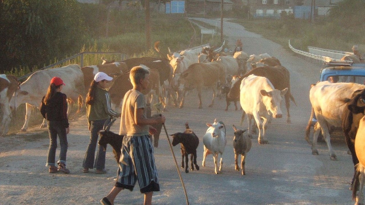 Главная картинка новости: Большинство переехавших в деревню бросают своё хозяйство за два года