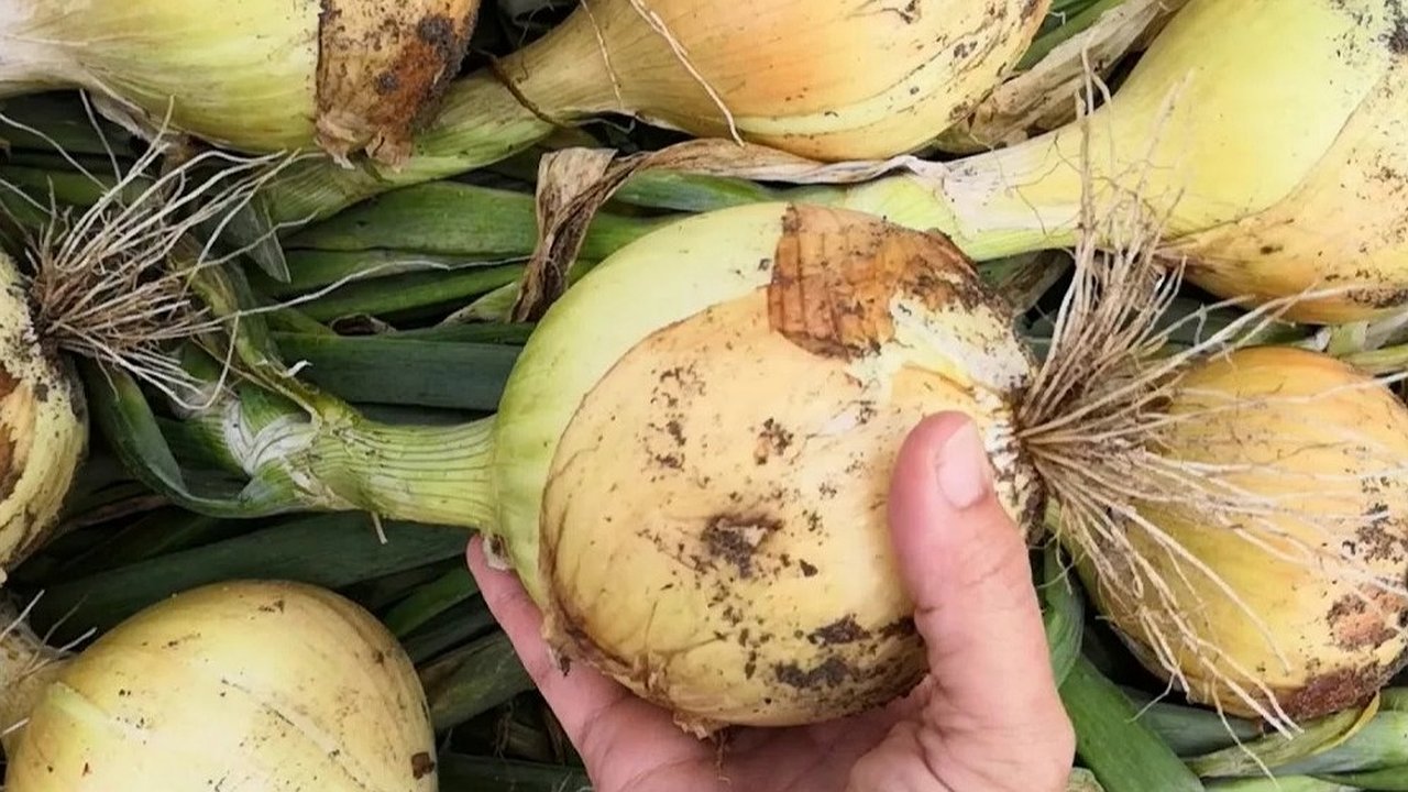 Главная картинка новости: Лук выращиваю трижды за сезон, крупные луковицы до 600 г