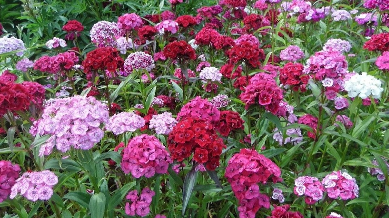 Главная картинка новости: Захватила участок турецкая гвоздика за три года – рассказываю, как вырастить