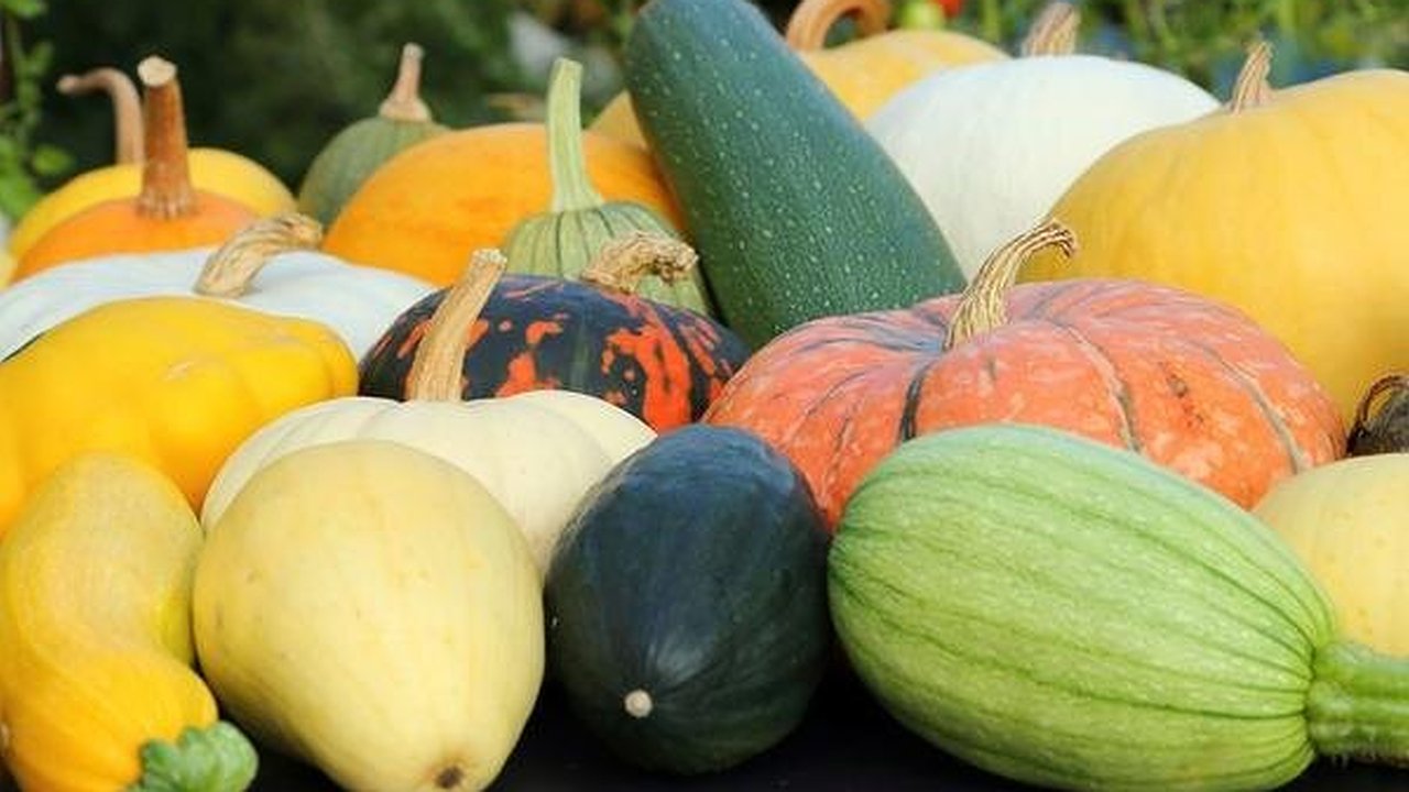 Главная картинка новости: Кабачки и тыквы сохраняем: урожай без потерь до весны
