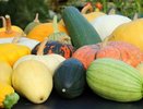Кабачки и тыквы сохраняем: урожай без потерь до весны