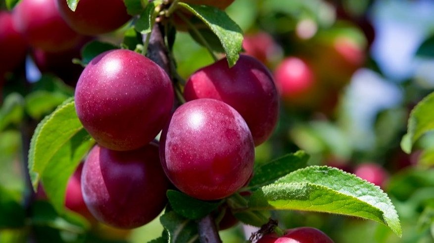 Главная картинка новости: Исправил 5 ошибок с садовой сливой: урожай вырос в 3 раза