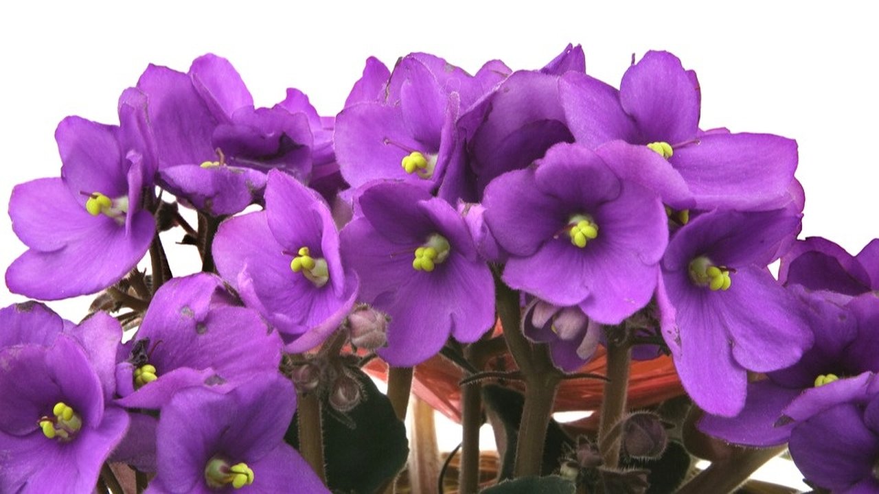 Главная картинка новости: Поливаю фиалки 3 способами без гнили – цветут шапками за год