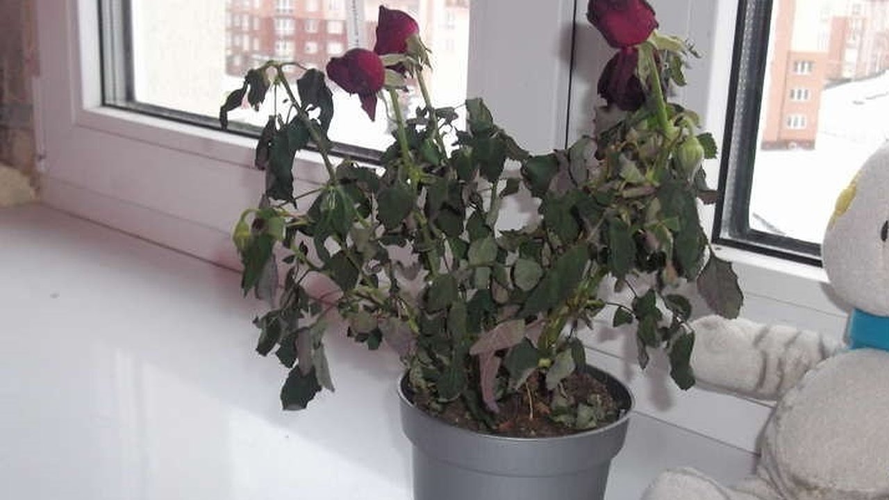 Главная картинка новости: Магазинная роза сбрасывает листья зимой: останавливаем за 48 часов