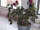 Магазинная роза сбрасывает листья зимой: останавливаем за 48 часов