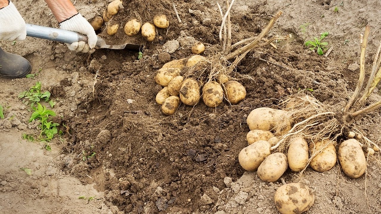 Главная картинка новости: Собираем 60 ведер картошки с 5 кустов: разбираем принцип
