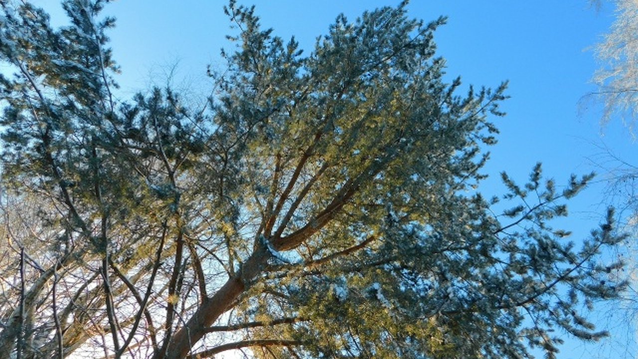 Главная картинка новости: В Калужской области похолодает до -9 градусов 