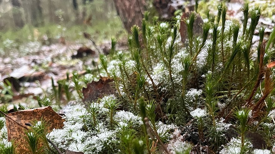 Главная картинка новости: В Калужской области в четверг ожидается снег и гололедица с температурой до нуля градусов