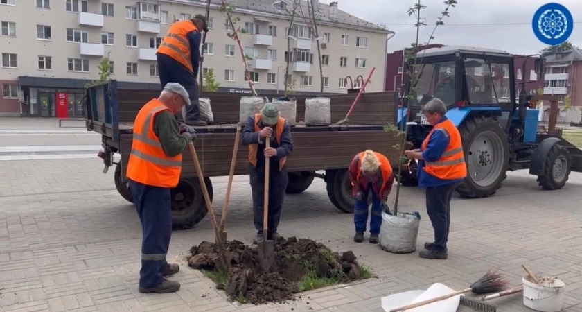 В Обнинске сажают новые клены на улице Лейпунского