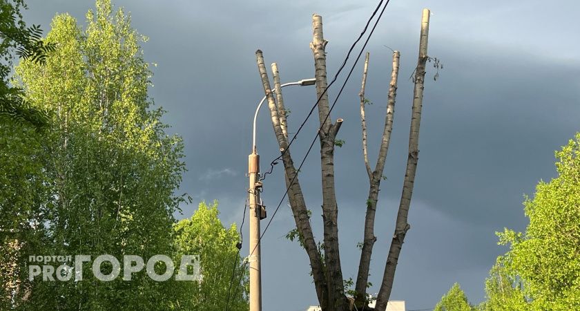 В Калуге из-за ливня попадали деревья 