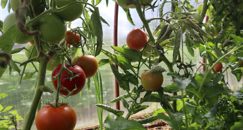Добовляйте 7 капель и томаты сразу идут в рост – урожая на грядках в 2 раза больше