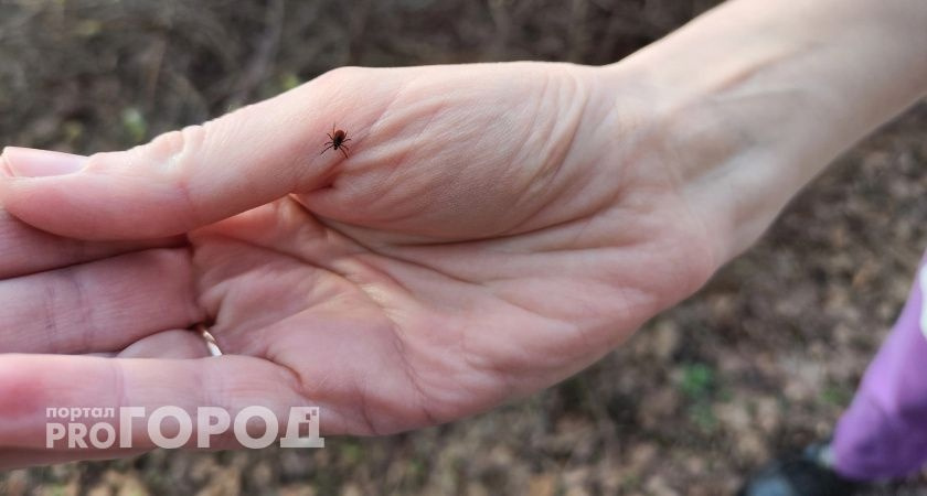 В Калужской области за неделю от укусов клещей пострадали более 300 человек