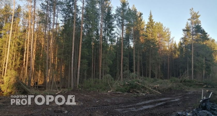 В трех районах Калужской области ввели особый противопожарный режим