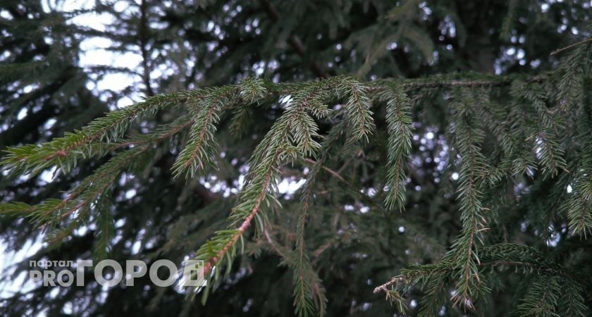 В Калуге спилили голубые ели