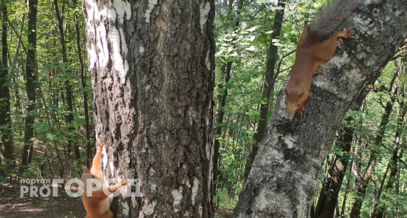 В Калужской области определят лучшее школьное лесничество