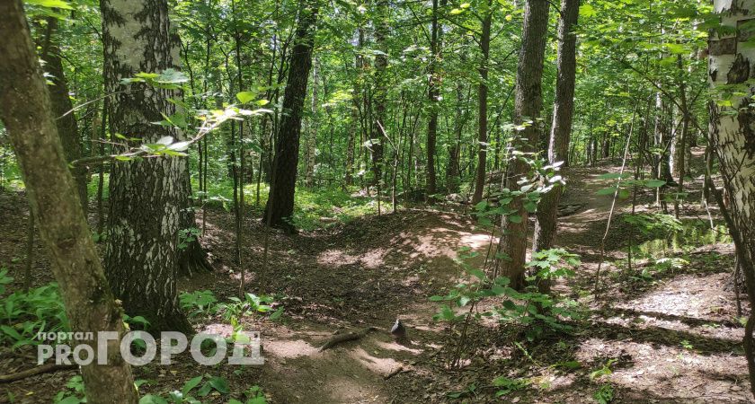 В Боровском районе Калужской области заметили бурого медведя