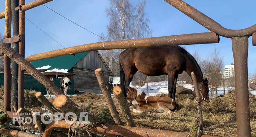 В Калужской области приобрели лошадей ахалтекинской породы для развития агротуризма