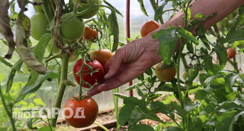 Дед научил собирать томаты исключительно так: Свежие помидоры хранятся до 6 месяцев