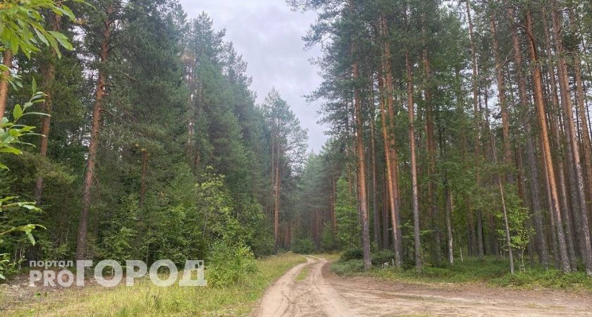 Бастрыкин взял под контроль расследование о незаконной вырубке леса в Боровском районе