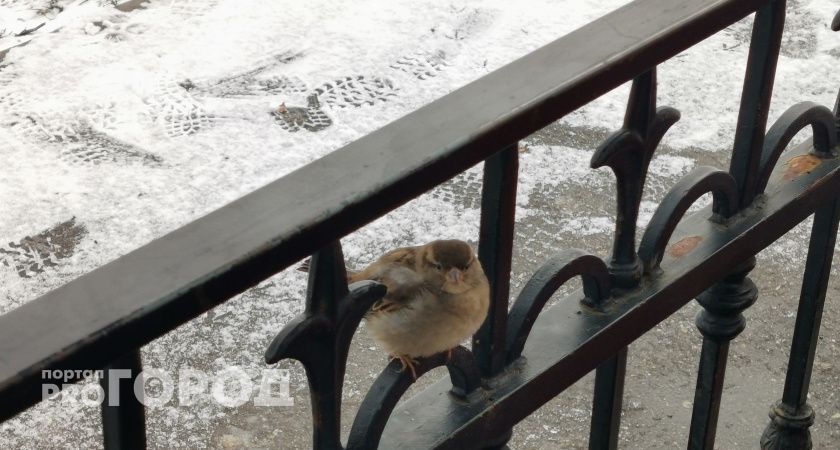 В Калужскую область придут заморозки 