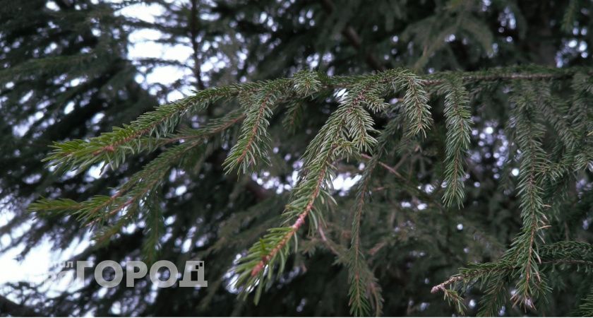 В Калужской области планируют высадить почти семь тысяч деревьев в рамках экоакции