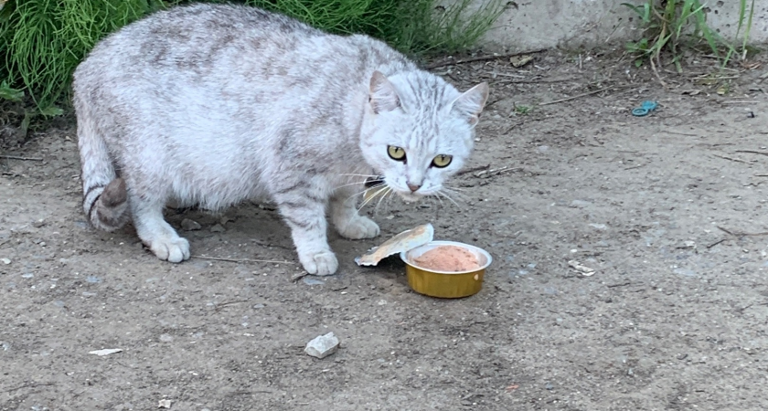 Такие 2 породы котов никогда не убегут от хозяина даже на улице - они преданнее собак