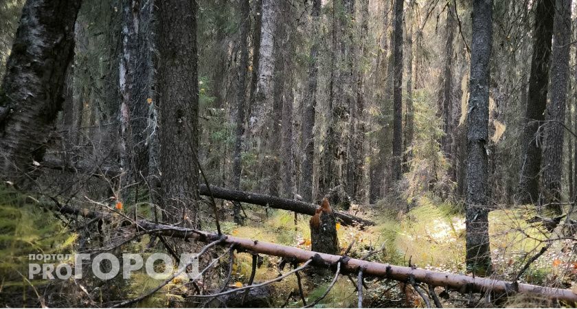 В Калужской области в лесной зоне обнаружили обломки дрона