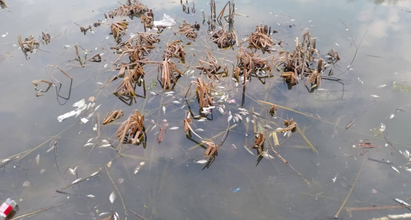 В Калужской области в реке Дырочная вода окрасилась в сине-черный после очередного сброса